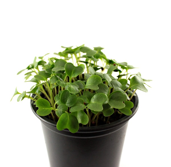 Kel tmavý na microgreens 5 kg